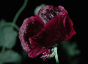 IPB Image